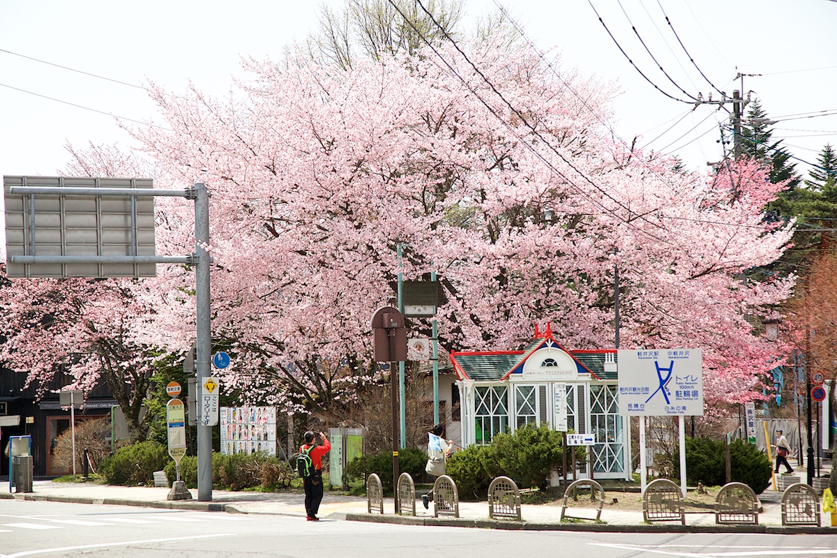 軽井沢、遅咲きの桜｜長野県 旧軽井沢 つるや旅館｜軽井沢の老舗旅館